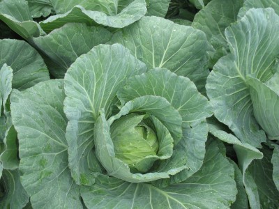 Beautiful heads of cabbage waiting for harvest. We'll have them in the store the week of 6/22.